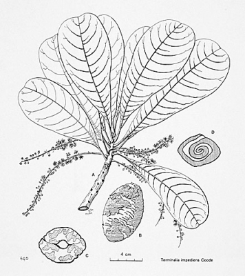 Terminalia impediens