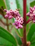 Miconia ciliata