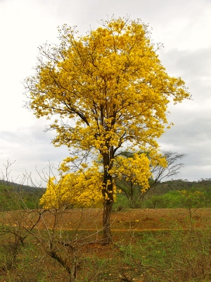 Handroanthus billbergii