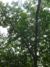 Elaeocarpus lanceifolius