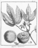 Bagassa guianensis