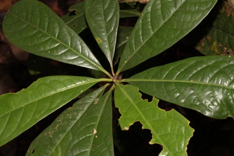 Alseodaphne bancana