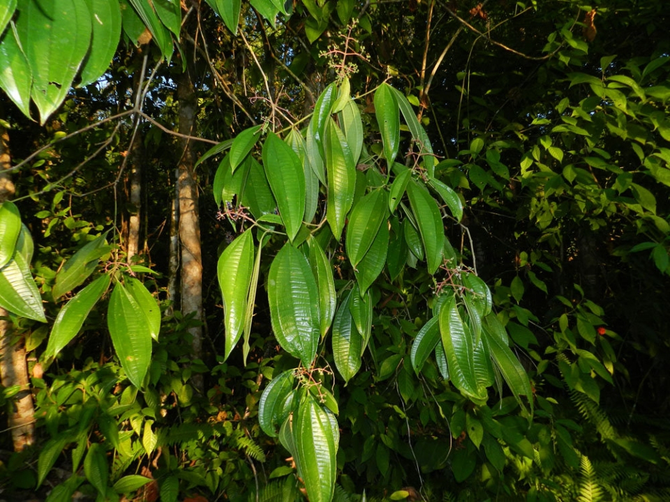 Miconia affinis