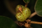 Croton cascarilloides