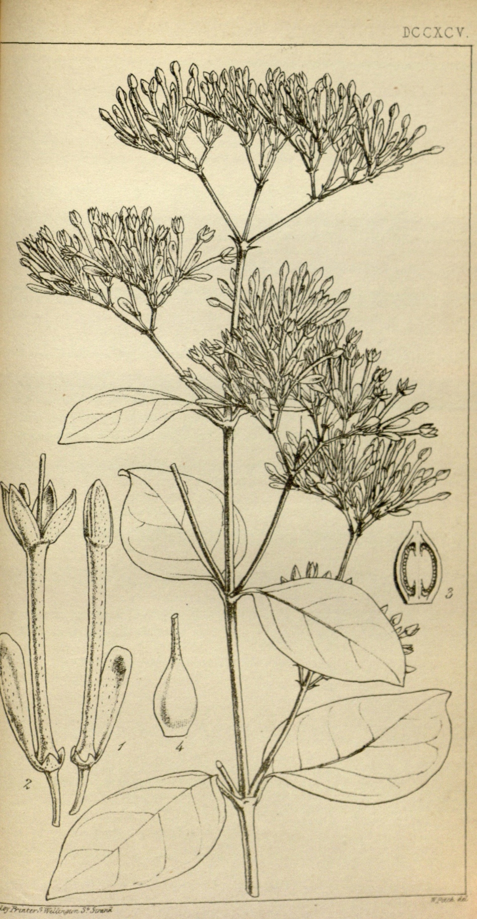 Usteria guineensis