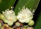 Maranthes corymbosa