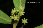 Endlicheria paniculata