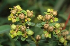 Euphorbia depauperata