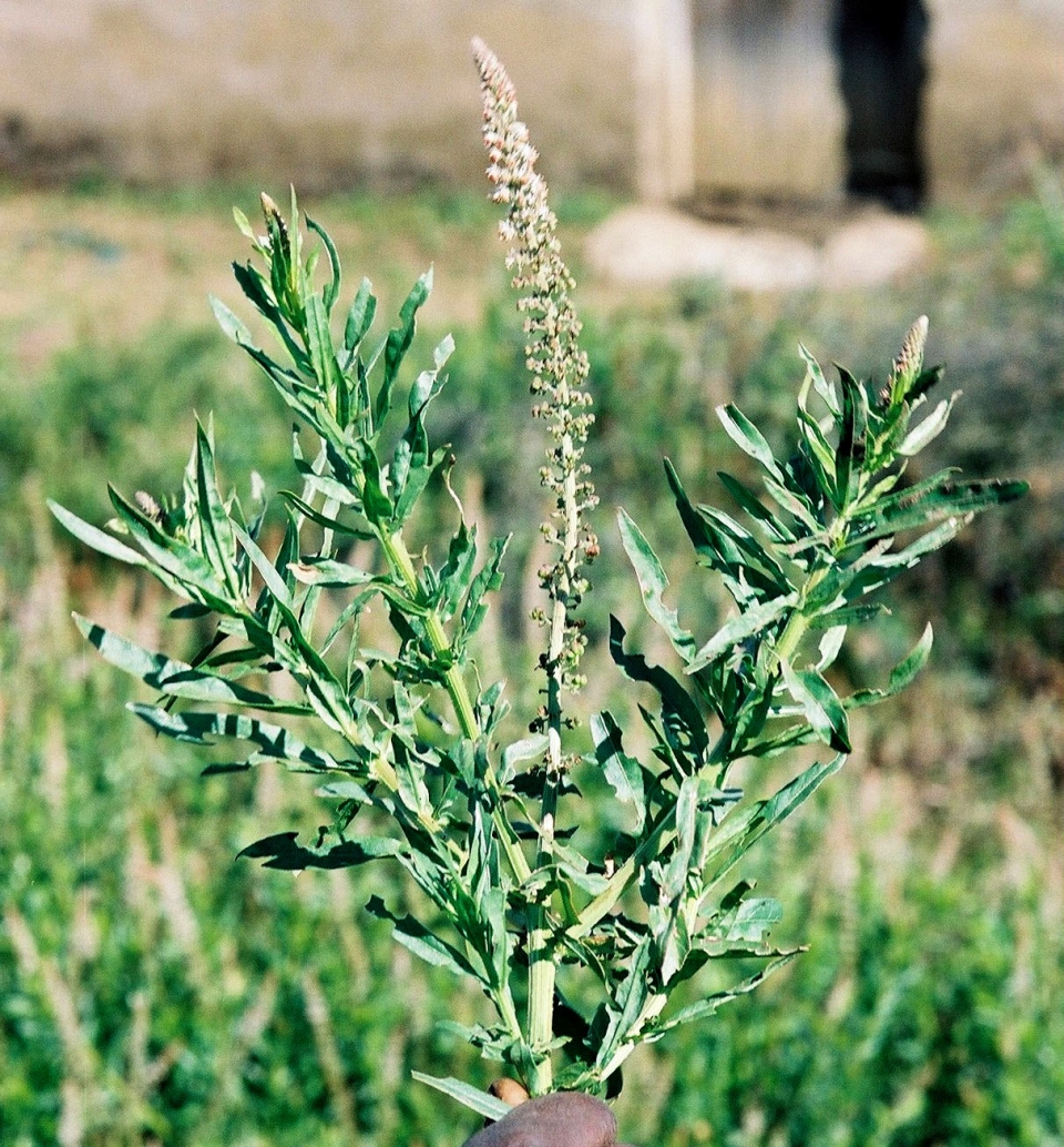 Caylusea abyssinica