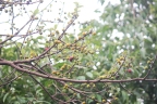 Ficus ampelos