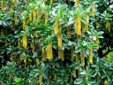 Lophanthera lactescens