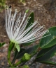 Thilachium africanum