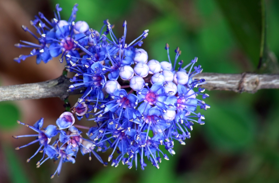 Memecylon umbellatum