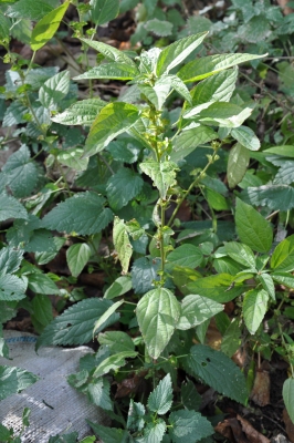 Acalypha australis