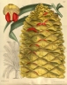 Encephalartos hildebrandtii