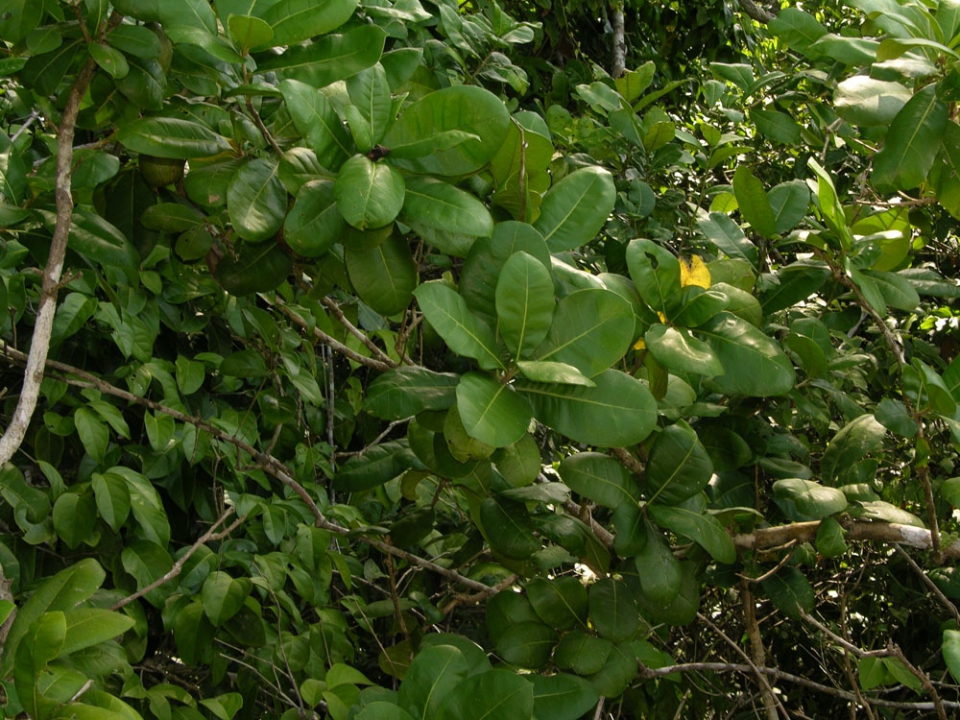 Amphitecna latifolia