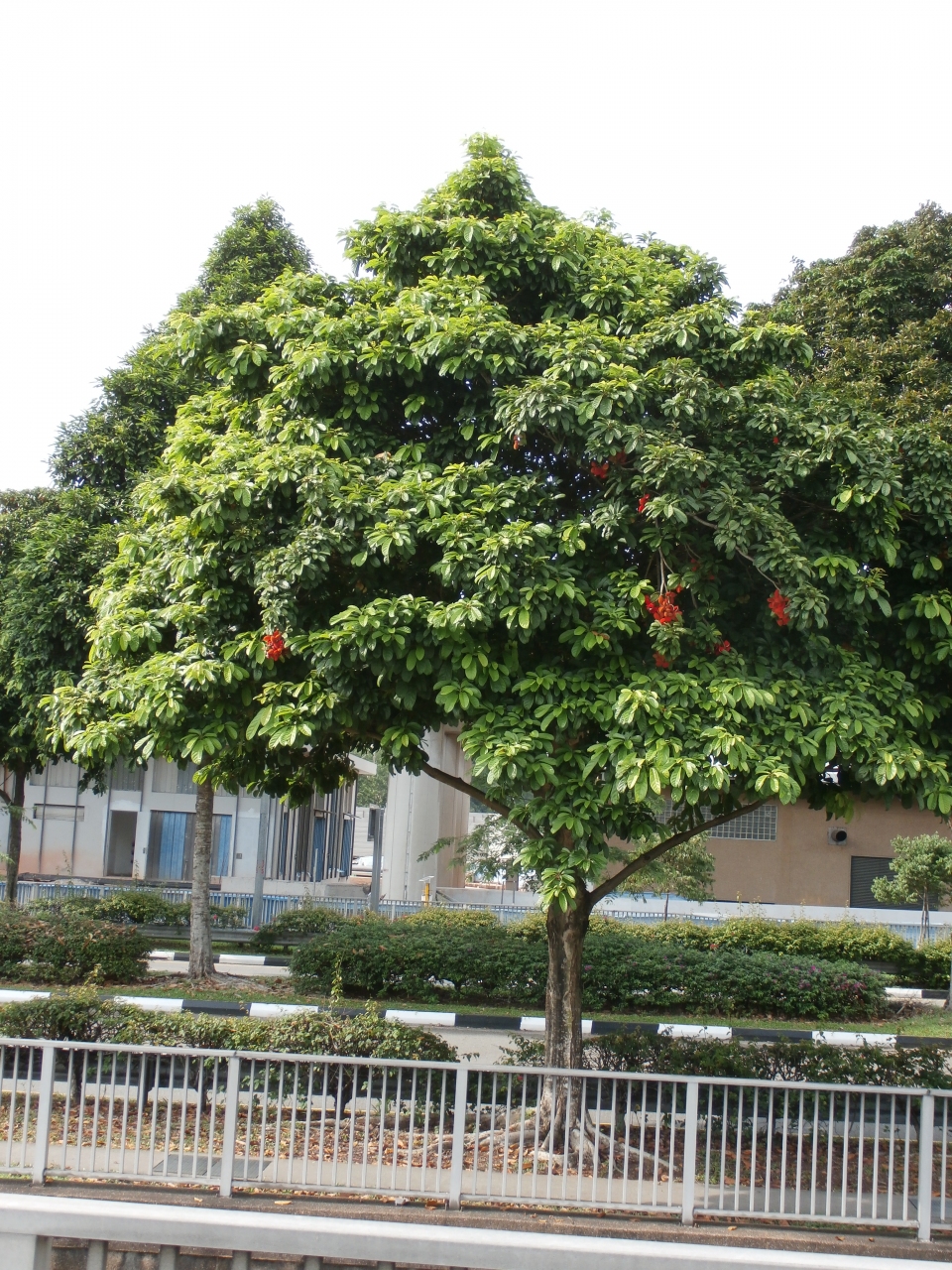 Sterculia oblongata