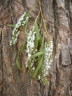 Salix humboldtiana