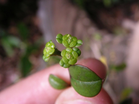 Euphorbia boivinii