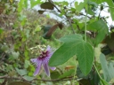 Passiflora amethystina