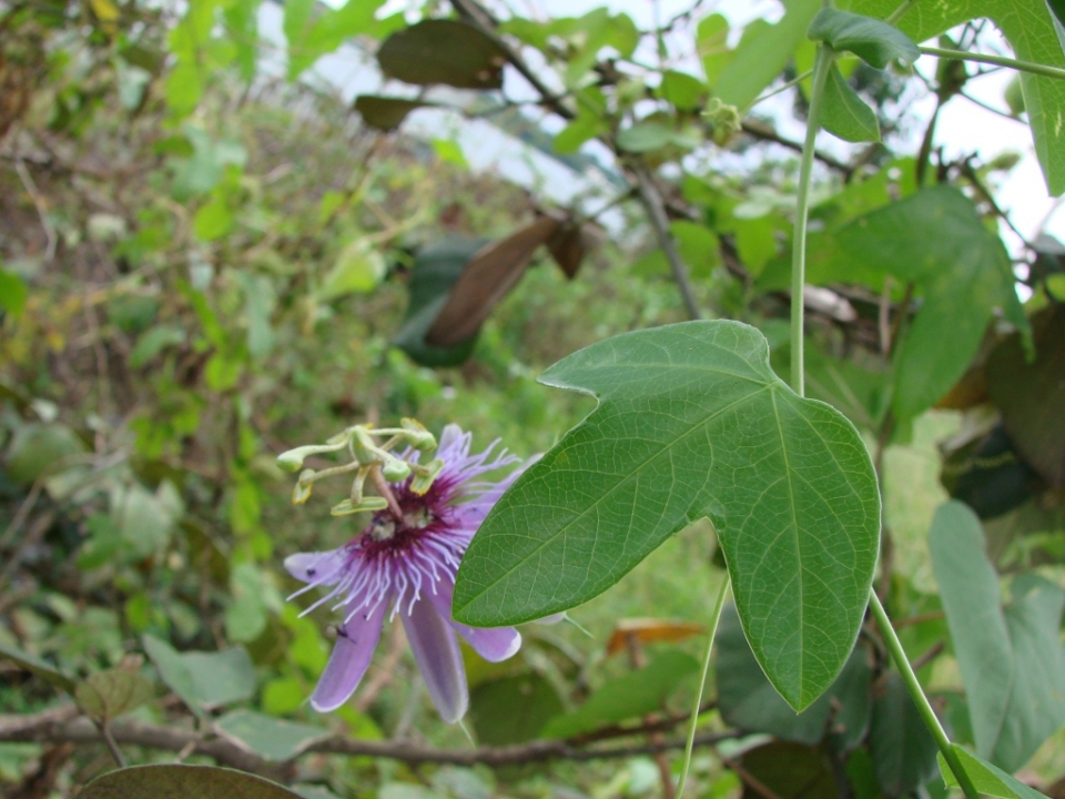 Passiflora amethystina