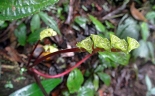 Triolena pluvialis