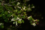 Pittosporum spinescens