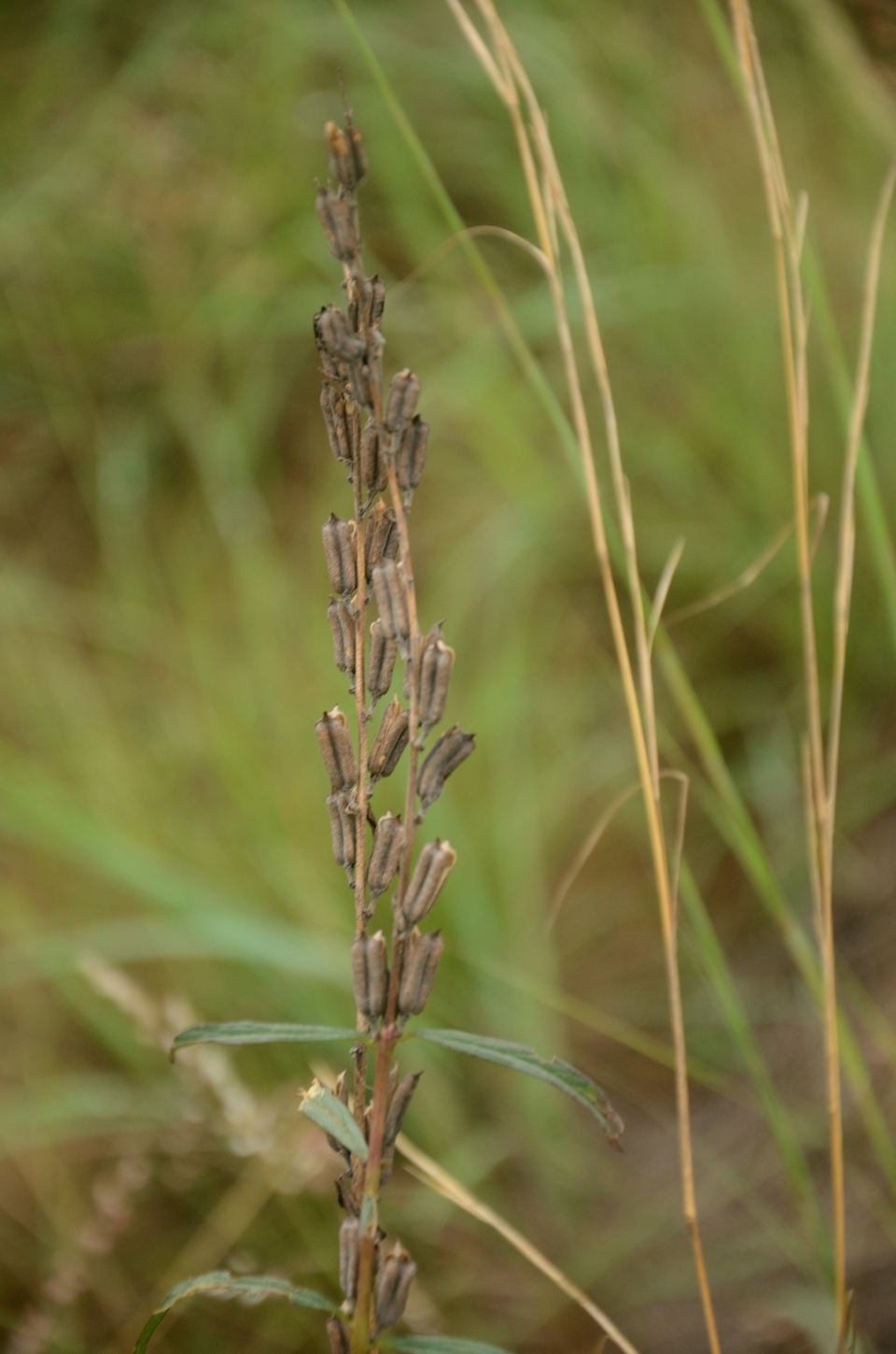 Sesamum angustifolium