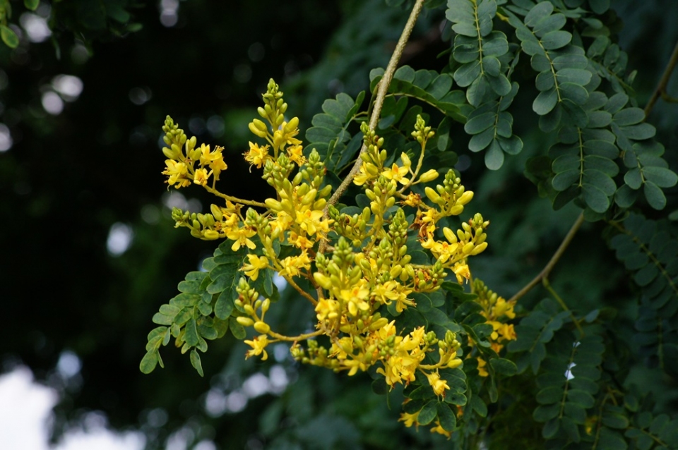 Caesalpinia ferrea