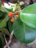 Ficus tinctoria