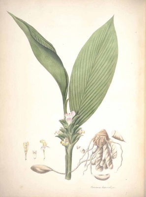 Curcuma leucorrhiza