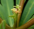Euphorbia plumerioides
