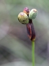 Trimezia juncifolia