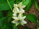 Capsicum frutescens