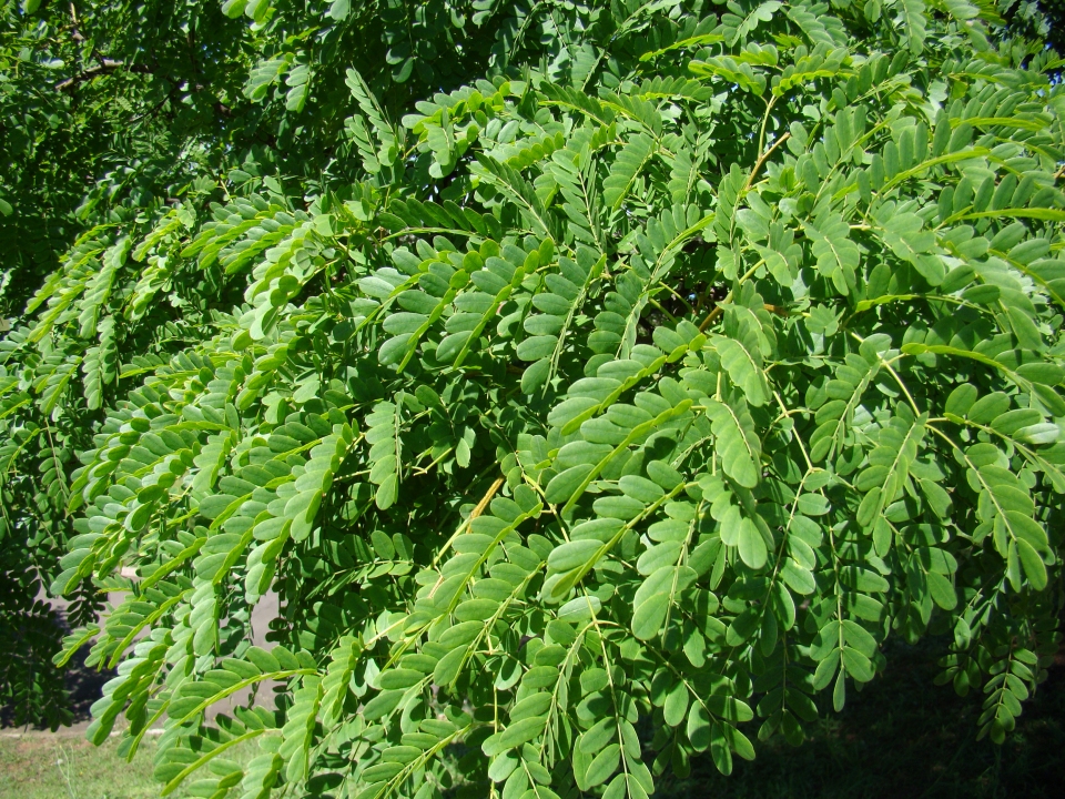 Caesalpinia ferrea