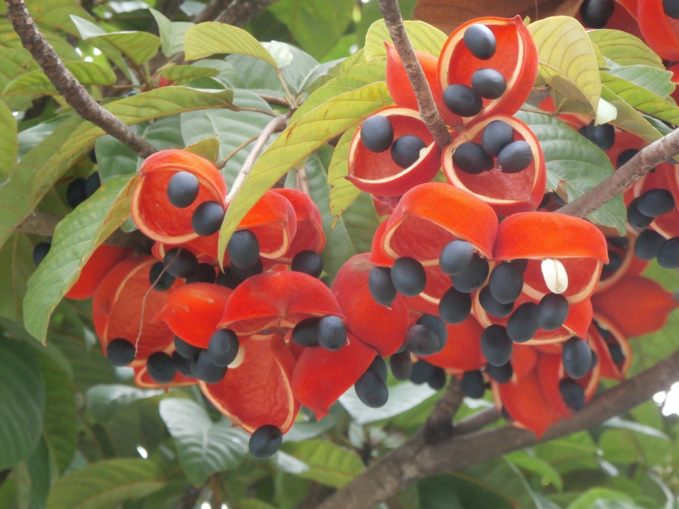 Sterculia oblongata