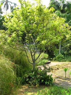 Xylopia brasiliensis