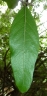 Ficus capreifolia