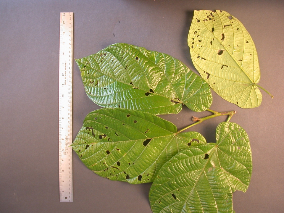 Quararibea obliquifolia