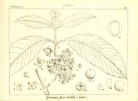 Garcinia sopsopia