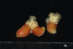 Garcinia parvifolia