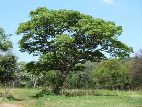 Burkea africana