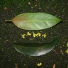 Garcinia parvifolia