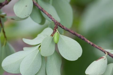 Erythroxylum rotundifolium