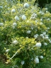 Gardenia ternifolia