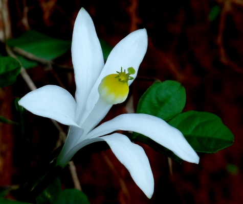 Naregamia alata