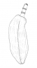 Theobroma bernoullii