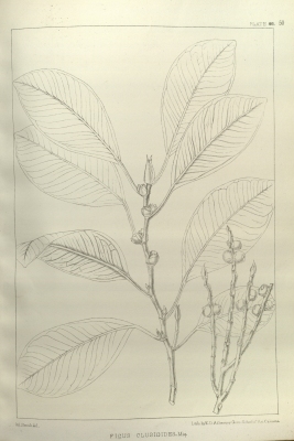 Ficus callophylla