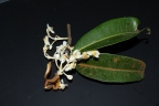 Calophyllum lanigerum