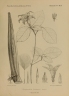Strophanthus courmontii
